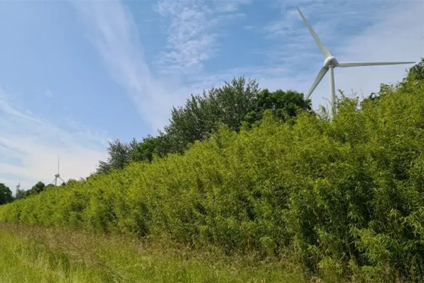 proef bamboegeluidsscherm vervoerregio